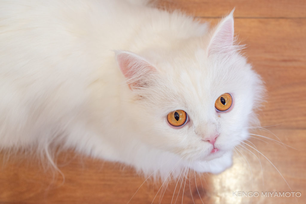 白いもふもふ迷い猫ちゃん – ひなたアニマルクリニック