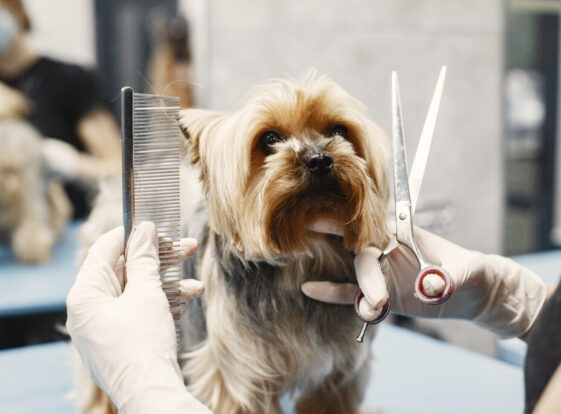 Haircut for dog breed Yorkshire Terrier