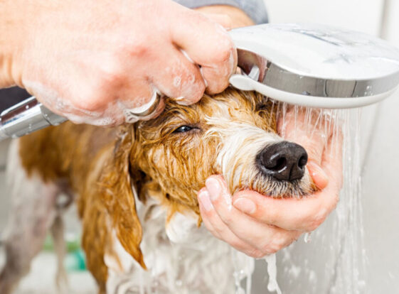 bathing a cute dog